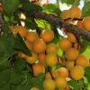 Hunza Apricot 2 Hunza Apricot -Alpja Fruits Shop hunza apricot