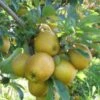 Hudson's Golden Gem Apple -Alpja Fruits Shop husdon gigapixel standard scale 6 00x f9128a9d 8164 44ce b011 ef80ba502dff