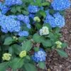 Double Down® Hydrangea -Alpja Fruits Shop hydd