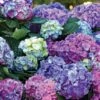 L.A. Dreamin’® Hydrangea -Alpja Fruits Shop hylad