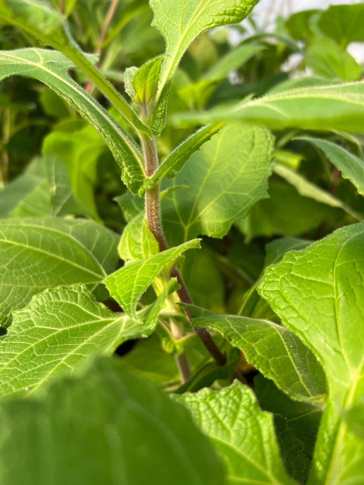 Purple Yacon 3 Purple Yacon