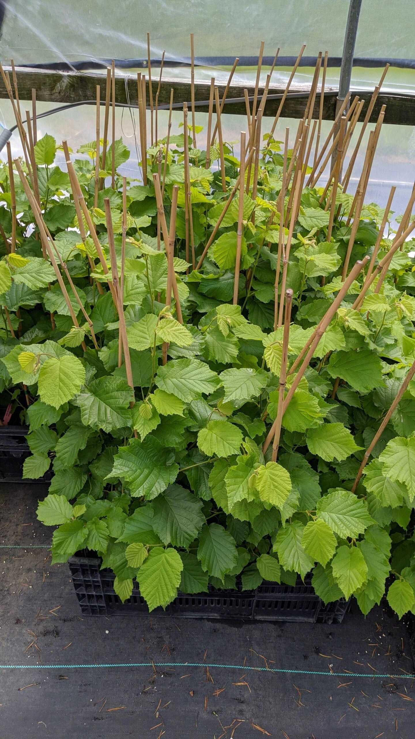 McDonald Filbert Hazelnut 3 McDonald Filbert Hazelnut