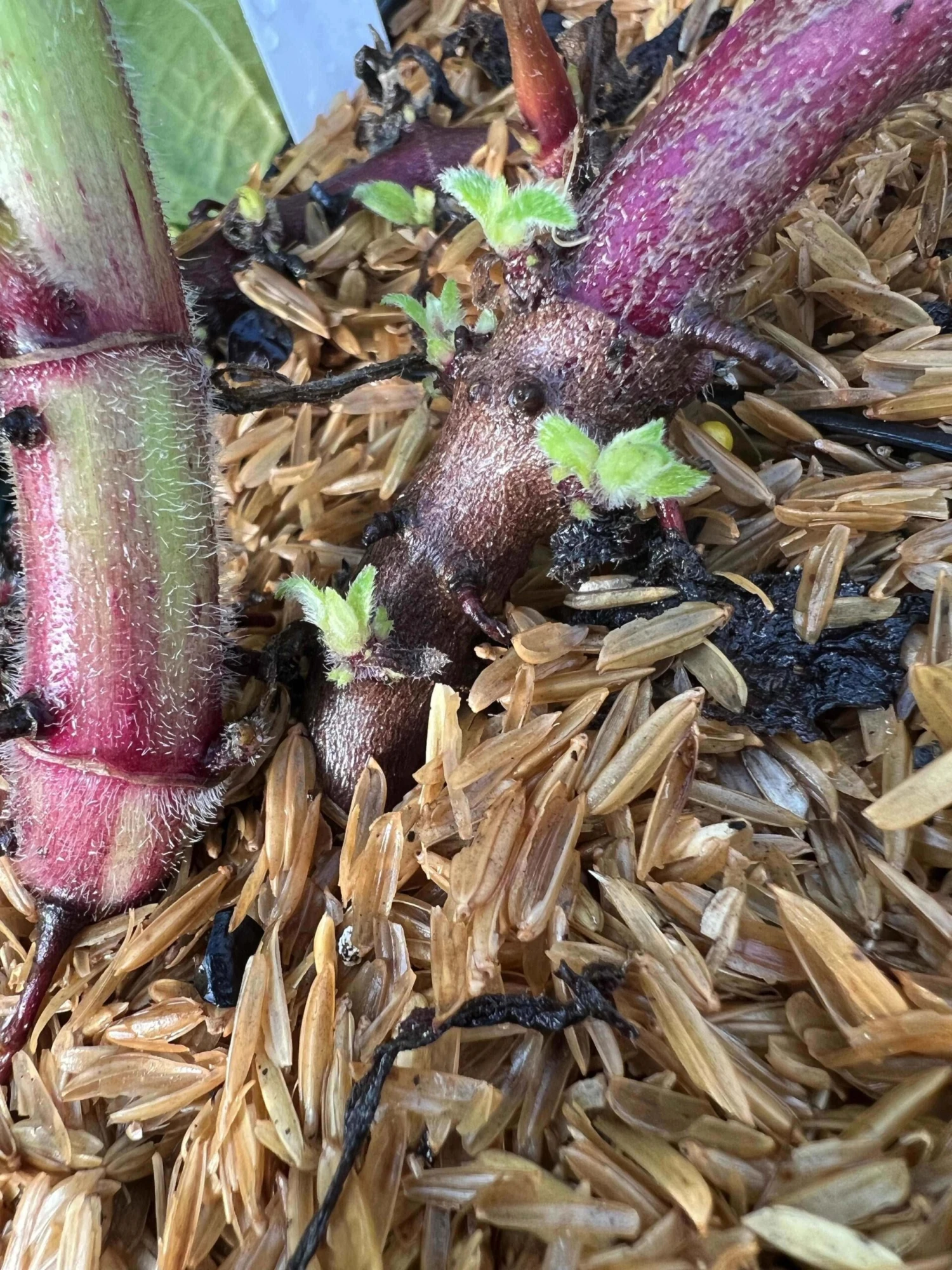 Purple Yacon 5 Purple Yacon - Image 3