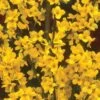 Alpha Gold Tide™ Forsythia
