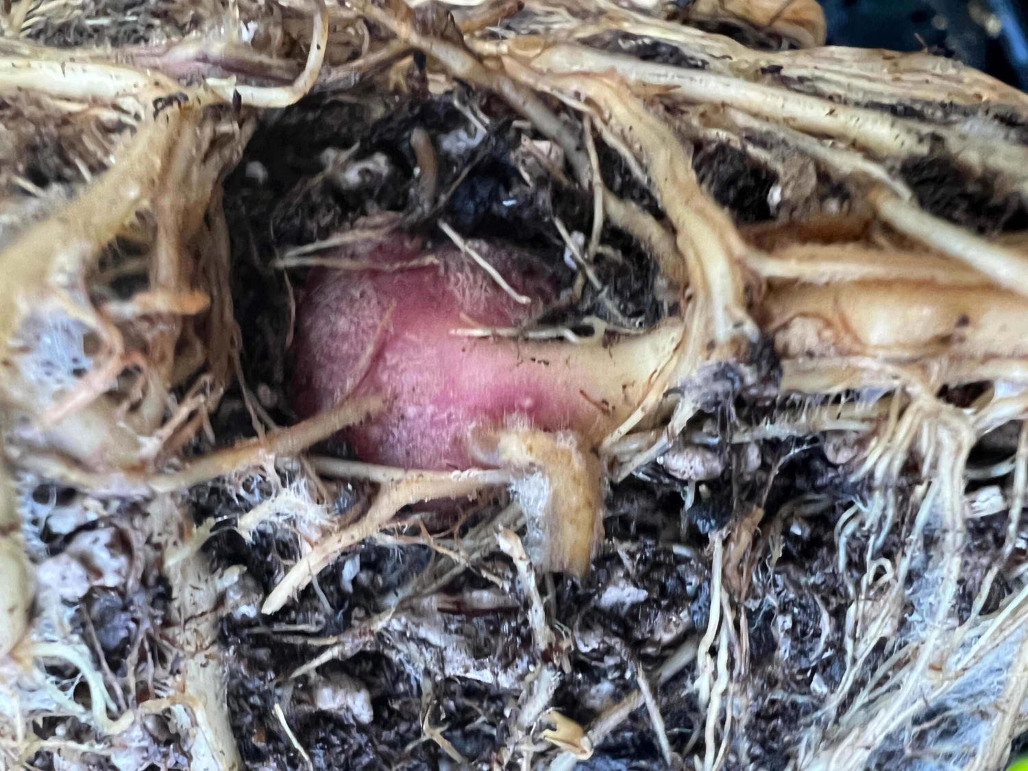 Purple Yacon 4 Purple Yacon - Image 2