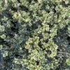 Alpha Variegated Boxwood -Alpja Fruits Shop image c6b849d7 3f1e 49ed a861 9944f09d7091 1