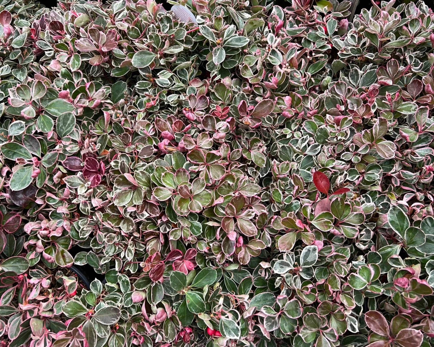 Winter Splash™ Wintergreen 3 Winter Splash™ Wintergreen