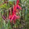 Chilean Fuchsia 1 Chilean Fuchsia -Alpja Fruits Shop image ef8ecd1d e7ed 432b 820e d6a406d46619 1