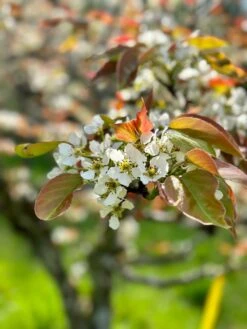 Shinsui Asian Pear -Alpja Fruits Shop image e986c5e1 8d9c 4570 bf9b 60fb505aa874