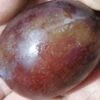Imperial Epineuse European Plum -Alpja Fruits Shop imperial epineuse