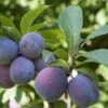 Italian Prune European Plum -Alpja Fruits Shop italianprune