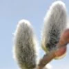Japanese Pussywillow -Alpja Fruits Shop japanese pussy willow
