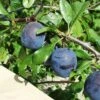 Kirke's Blue European Plum -Alpja Fruits Shop kirkes blue 1