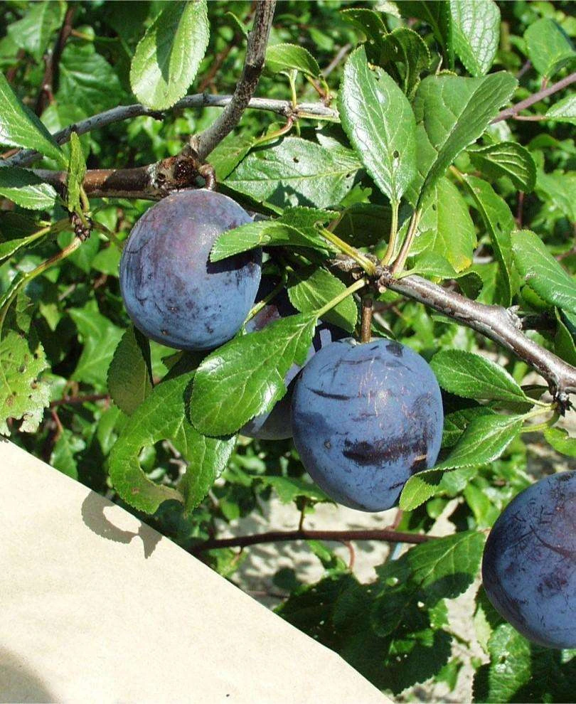 Kirke's Blue European Plum 3 Kirke's Blue European Plum