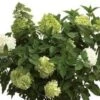 Limelight® Hydrangea -Alpja Fruits Shop limelight
