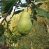 Limon Quince -Alpja Fruits Shop limon quince 1