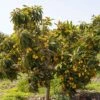 Loquat Seedling -Alpja Fruits Shop loquat 2 1