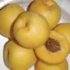 Maria's Gold Nectarine -Alpja Fruits Shop mariasgold 1
