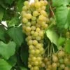 Marquis Seedless Grape -Alpja Fruits Shop marquis grape 1 1