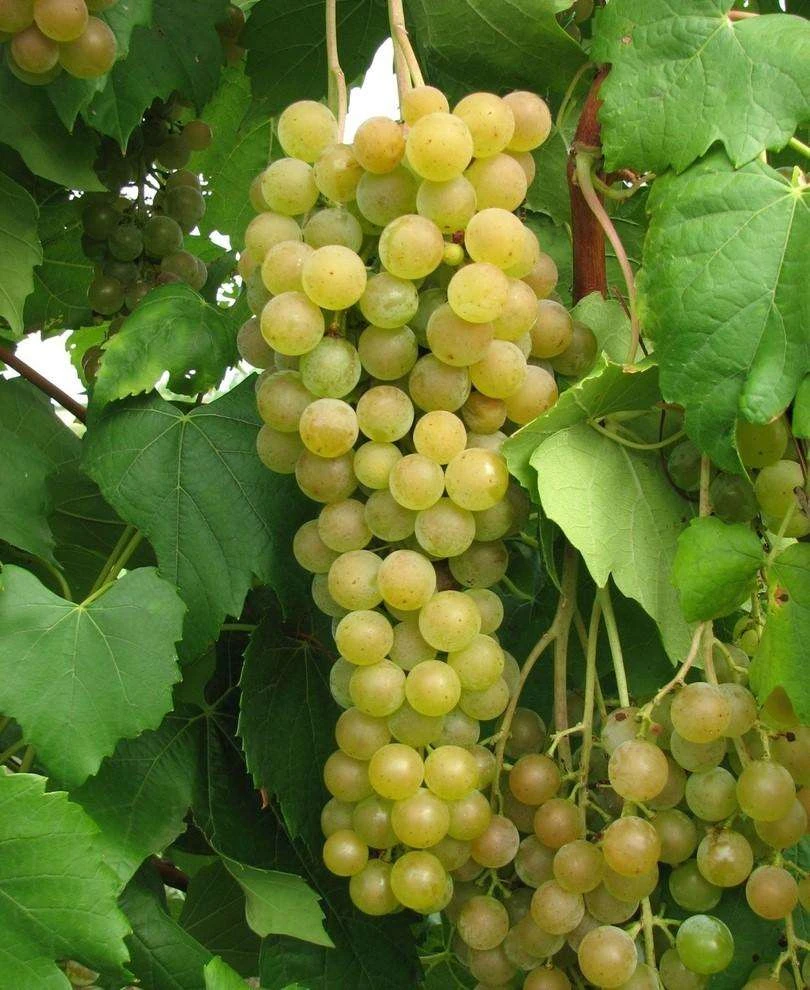 Marquis Seedless Grape 3 Marquis Seedless Grape
