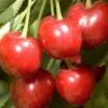 Minnie Royal Cherry 2 Minnie Royal Cherry -Alpja Fruits Shop minnie royal cherry 1