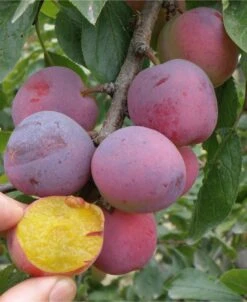 Moldavian European Plum