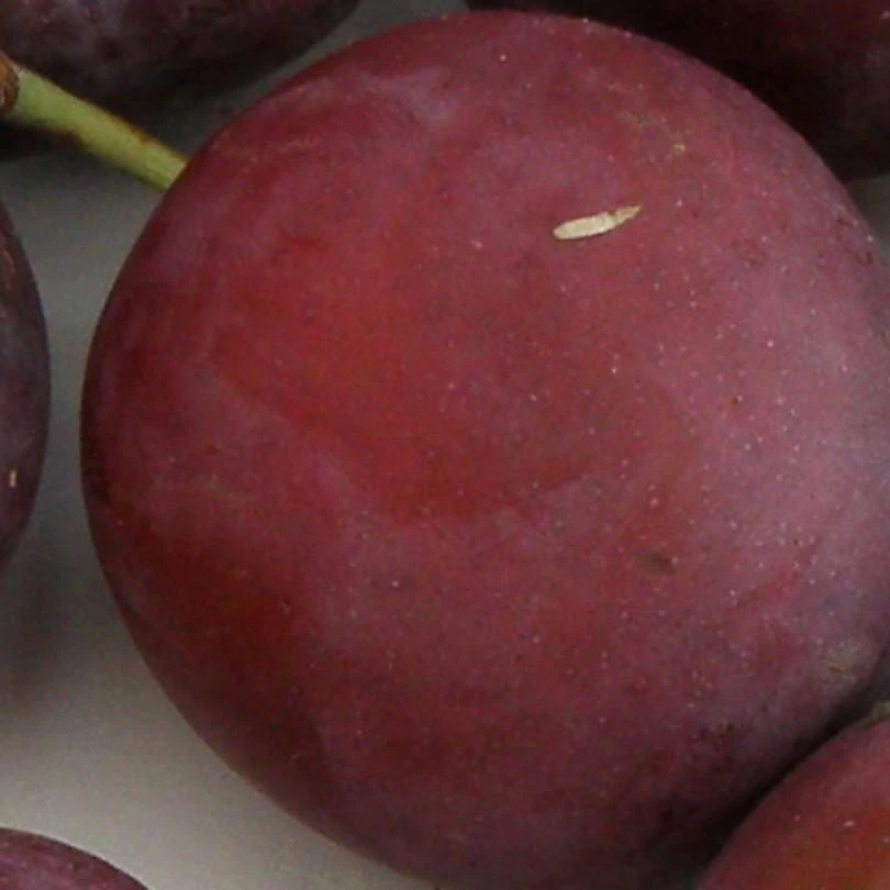 Monsieur Hatif European Plum 3 Monsieur Hatif European Plum