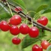 Montmorency Cherry -Alpja Fruits Shop montmorency cherry