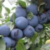 Mount Royal European Plum 2 Mount Royal European Plum -Alpja Fruits Shop mt royal plum 1