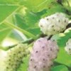 Pakistan White Fruiting Mulberry 2 Pakistan White Fruiting Mulberry -Alpja Fruits Shop mulberries d435 white fruiting 1
