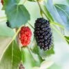 Dwarf Mulberry -Alpja Fruits Shop mulberry product