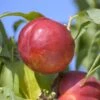 Red Gold Nectarine -Alpja Fruits Shop nectarine Red Gold 1200x1200 8be64a8a 89fe 4e41 a228 50b71bba0219