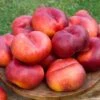 Sauzee King White Nectarine 1 Sauzee King White Nectarine -Alpja Fruits Shop nectarine sauzee king