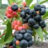 Nocturne ™ Blueberry -Alpja Fruits Shop nocturne blueberry