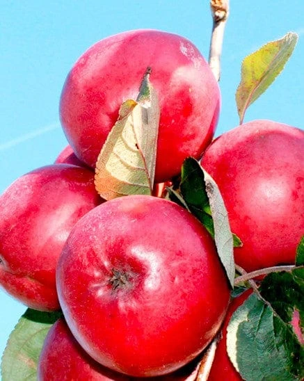 Redlove® Odysso 4 Redlove® Odysso - Image 2