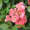 Old Homestead Flowering Quince 1 Old Homestead Flowering Quince -Alpja Fruits Shop old homestead