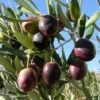Manzanillo Olive -Alpja Fruits Shop olivemanzillow