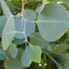 Omeo Gum Eucalyptus -Alpja Fruits Shop omeogum