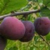 Opal European Plum -Alpja Fruits Shop opal plum