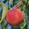 Early Redhaven Peach 2 Early Redhaven Peach -Alpja Fruits Shop peach red haven