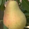 Butirra Precoce Morettini European Pear -Alpja Fruits Shop pears b160 butirra precoce morettini 1