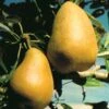 Highland European Pear 1 Highland European Pear -Alpja Fruits Shop pears b120 highland