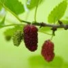 Red ShahToot Mulberry -Alpja Fruits Shop persianmulberry