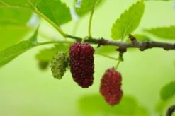 Red ShahToot Mulberry