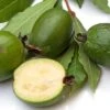 Pineapple Guava Seedling -Alpja Fruits Shop pineapple guava fruit 1 1
