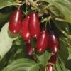 Pioneer™ Cornus Mas -Alpja Fruits Shop pioneercorneliancherry close