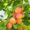 Pixie Cot Apricot -Alpja Fruits Shop pixie cot apricot