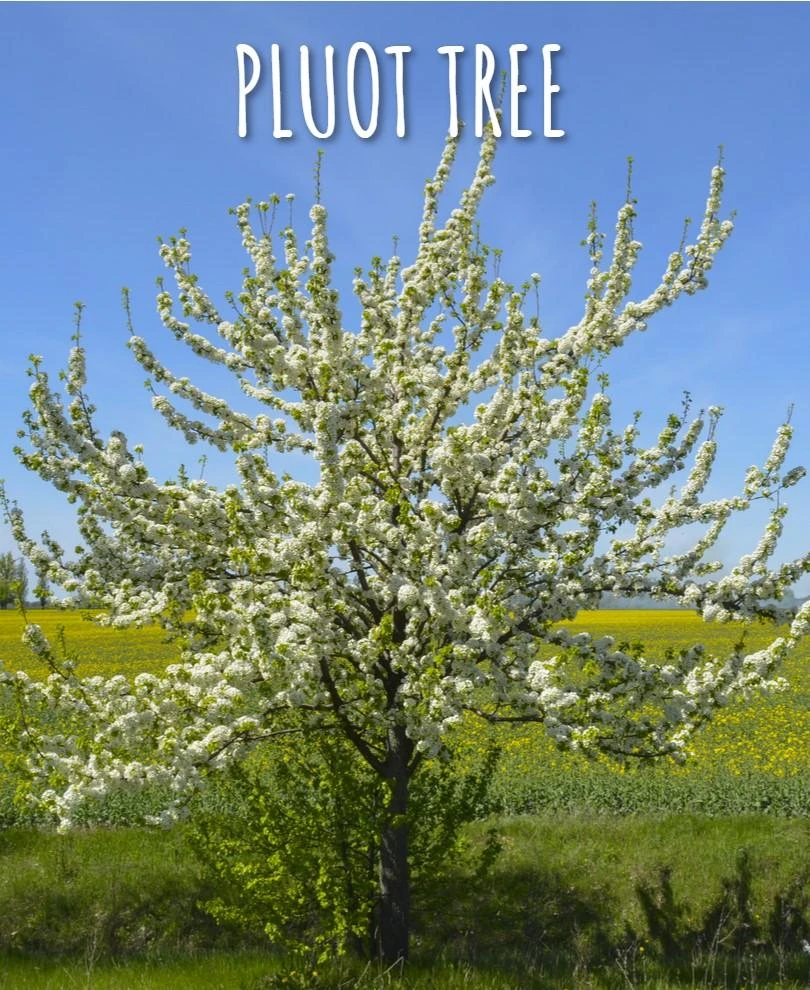 Combo Pluot Tree (3 Varieties) 3 Combo Pluot Tree (3 Varieties)