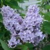 President Grevy Lilac -Alpja Fruits Shop presidentgrevy