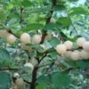 Blanca P. Tomentosa -Alpja Fruits Shop prunus tomentosa White